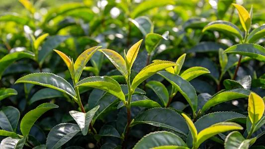 Il produttore cinese di macchine per pesare il tè cavalca l’onda della produzione verde per espandere la propria presenza all’estero